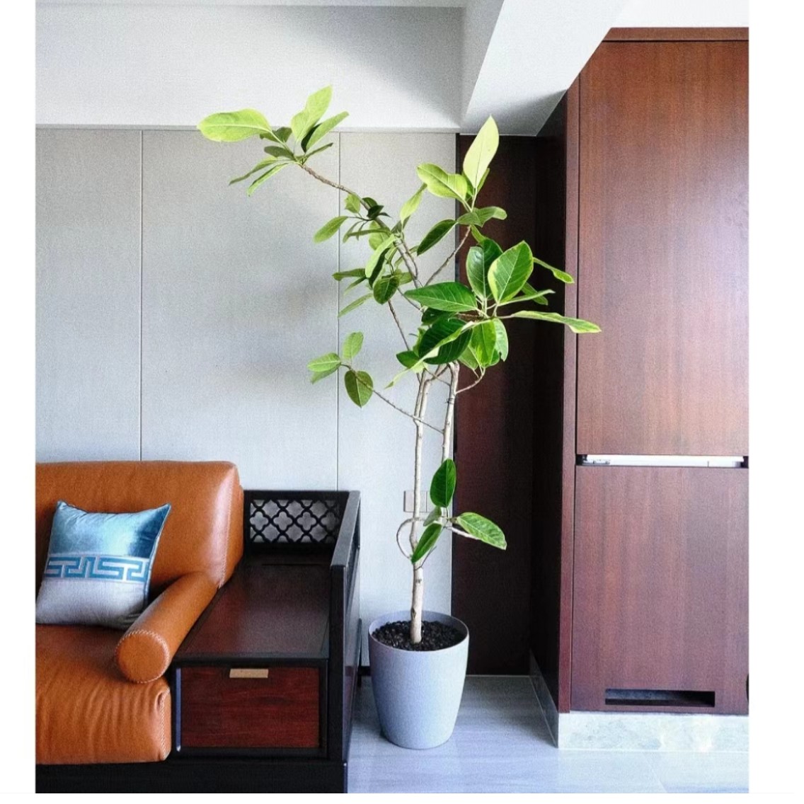 黄金榕造型大型盆栽美观客厅室内办公室新房净化空气懒人好养绿植