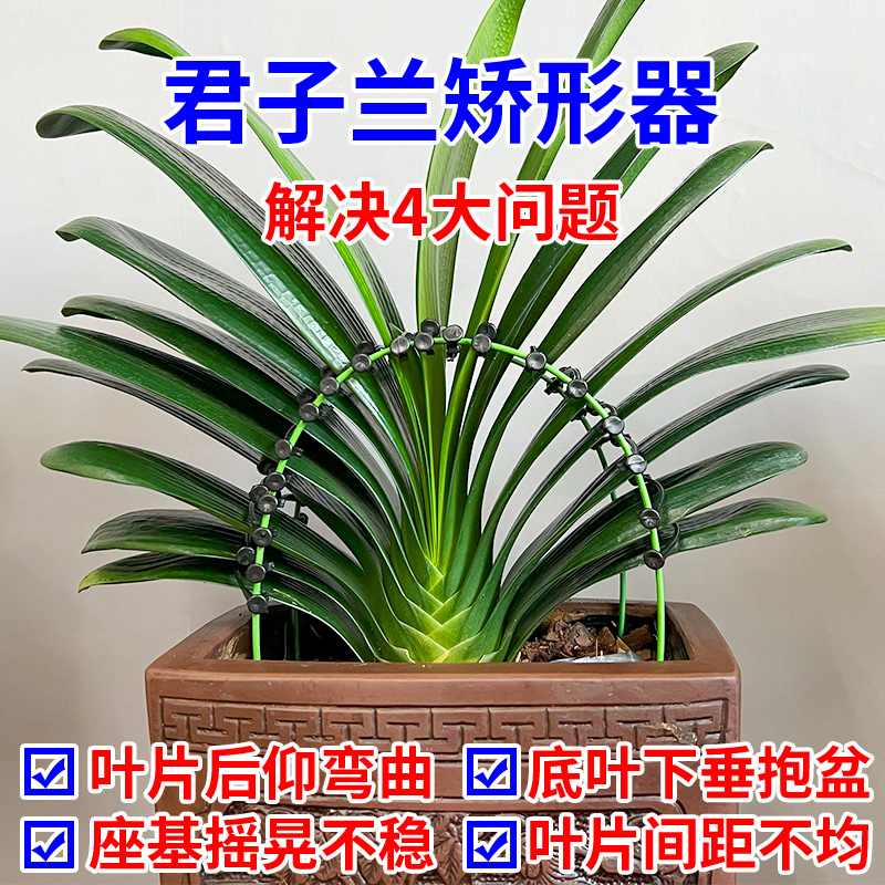【君子兰 整形器 叶片夹】精品兰花矫正器 美型夹子 调整叶片不齐 