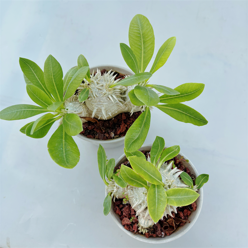 允禾园艺实生惠比大黑一物一拍任选多肉植物大戟科块根绿植包邮