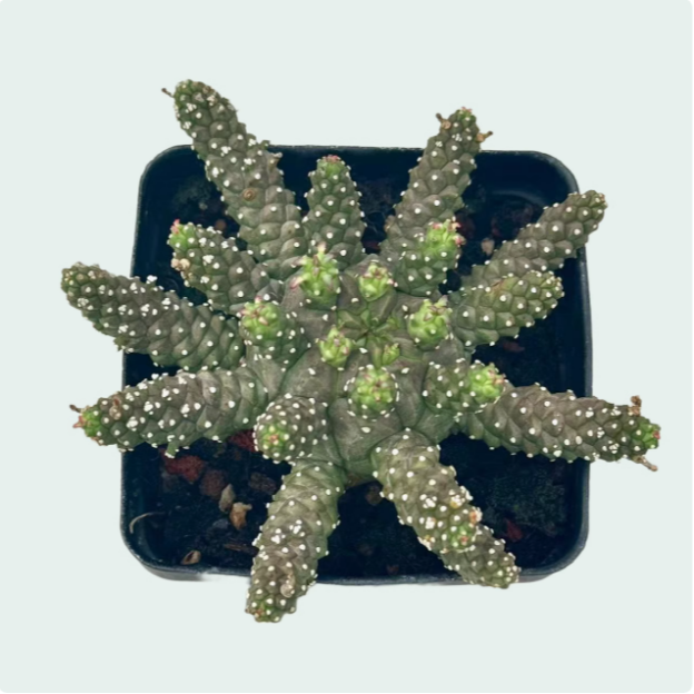 允禾园艺实生干氏大戟一物一拍6.5CM盆包邮多肉植物大戟科块根