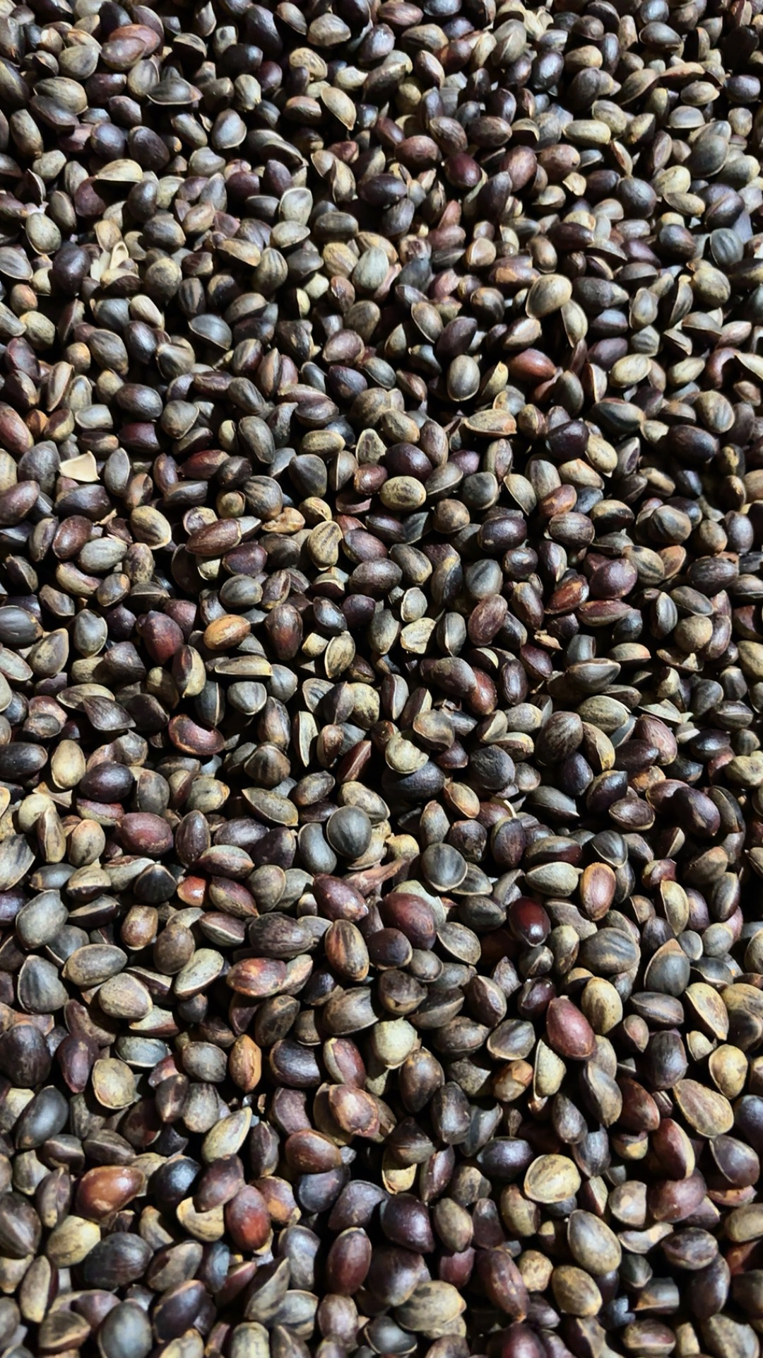 贵州威宁新鲜松子