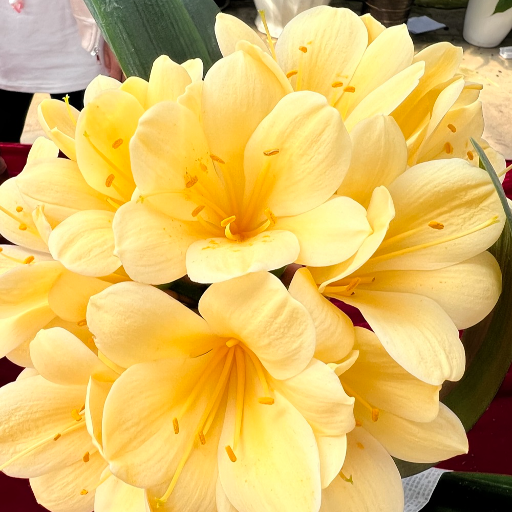 3号链接 东升精品君子兰 与主播确认价格下单 花卉绿植 净化空气