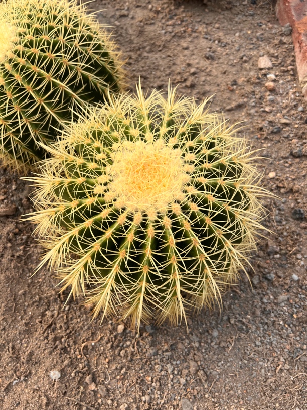 超大金虎金琥仙人球仙人掌办公室室内花卉盆栽多肉