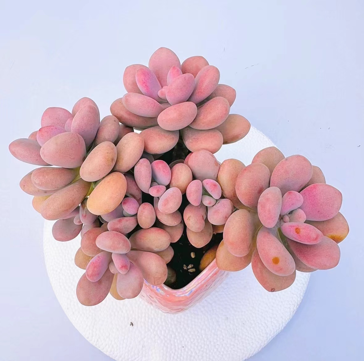 【七彩家 老桩桃蛋 多肉植物】新手好养  脱土发 三头起发