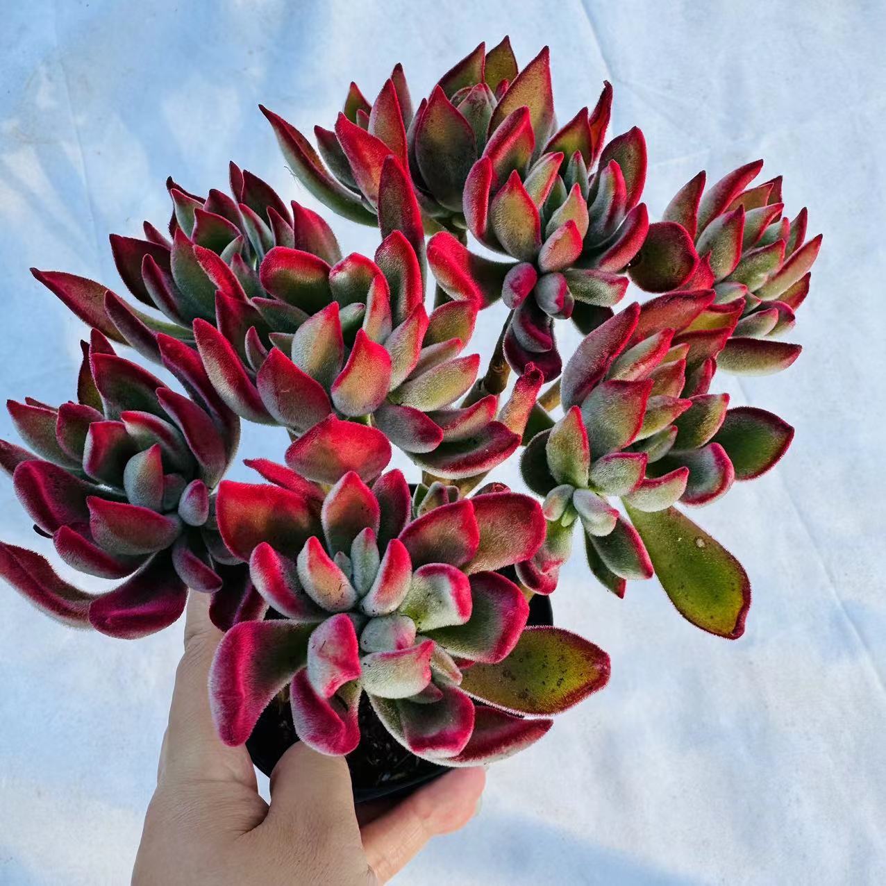 红兔儿 多肉植物   带盆带土  高10cm-15cm