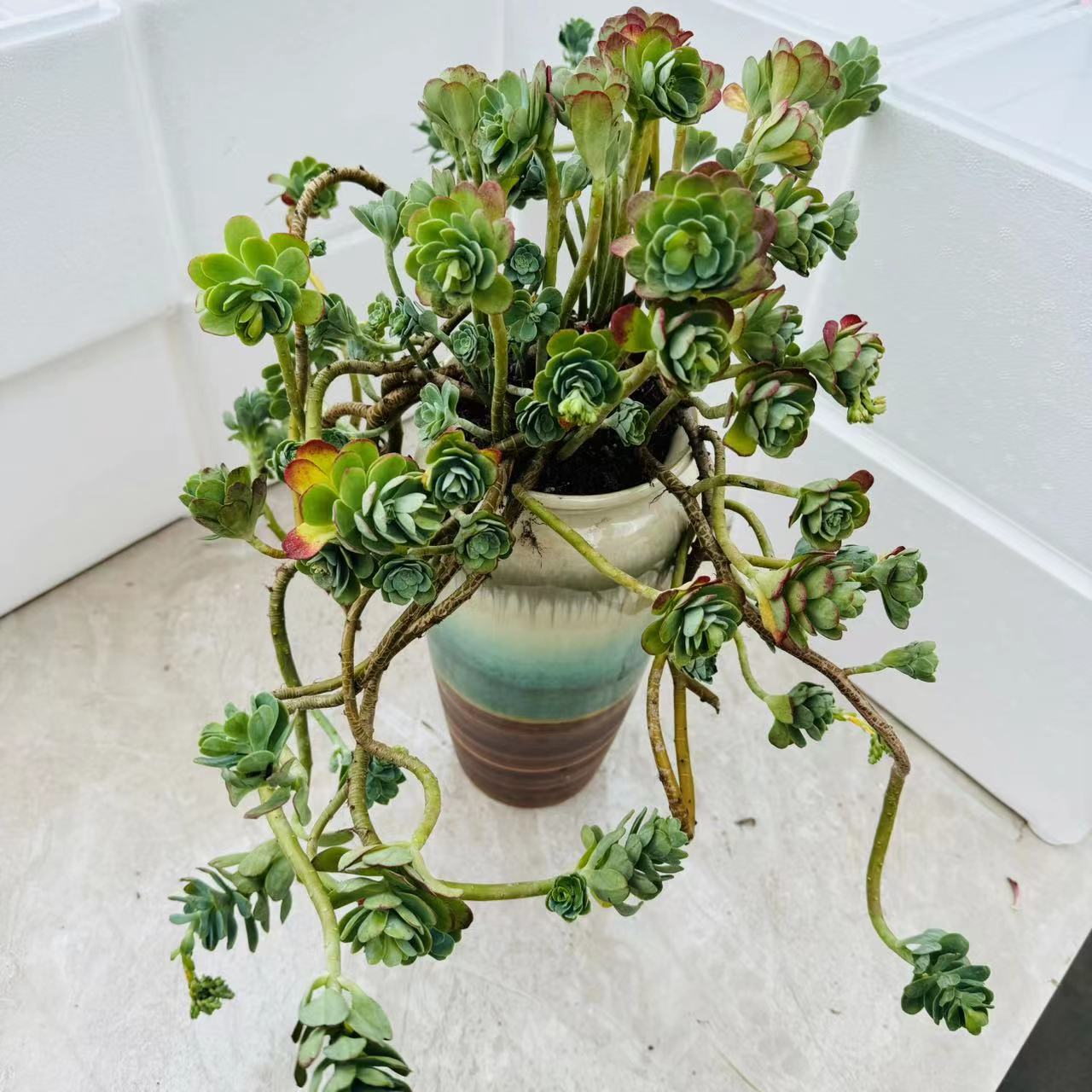 大圆叶薄化妆  整装  多肉植物  脱土发
