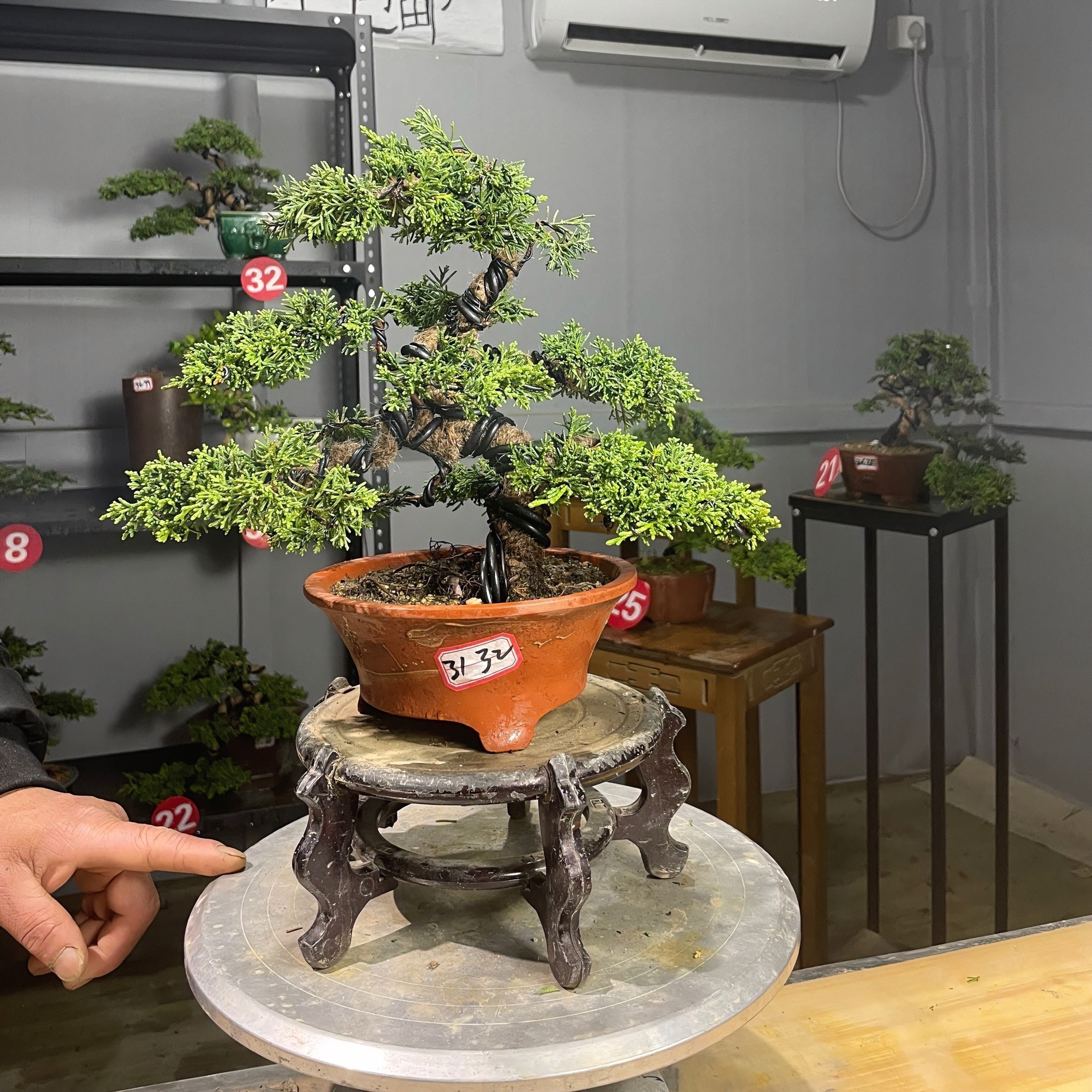 盆景小院柏树售卖链接买家自行付款1-30链接补邮费差价客厅趣味
