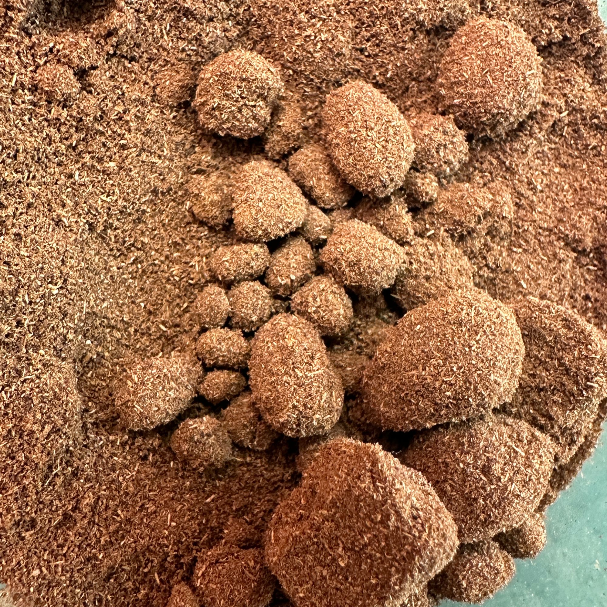 沉香  香粉30克  多样性发一