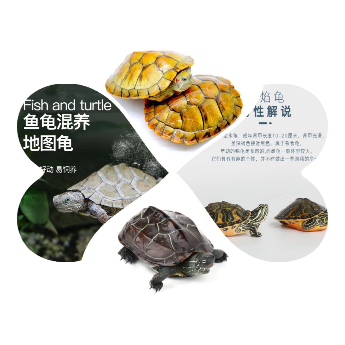 直播选龟黄金巴西龟花龟地图龟火焰龟草龟黄耳龟活物观赏小乌龟