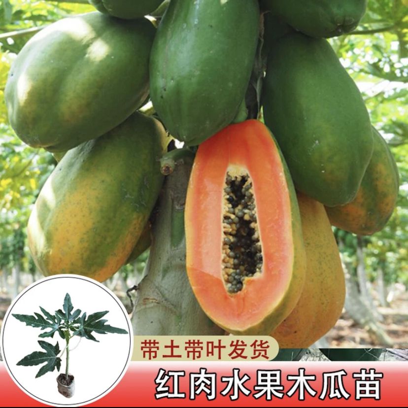 水果木瓜苗冰糖红肉木瓜大青木瓜庭院盆栽地栽南北方种植当年结果