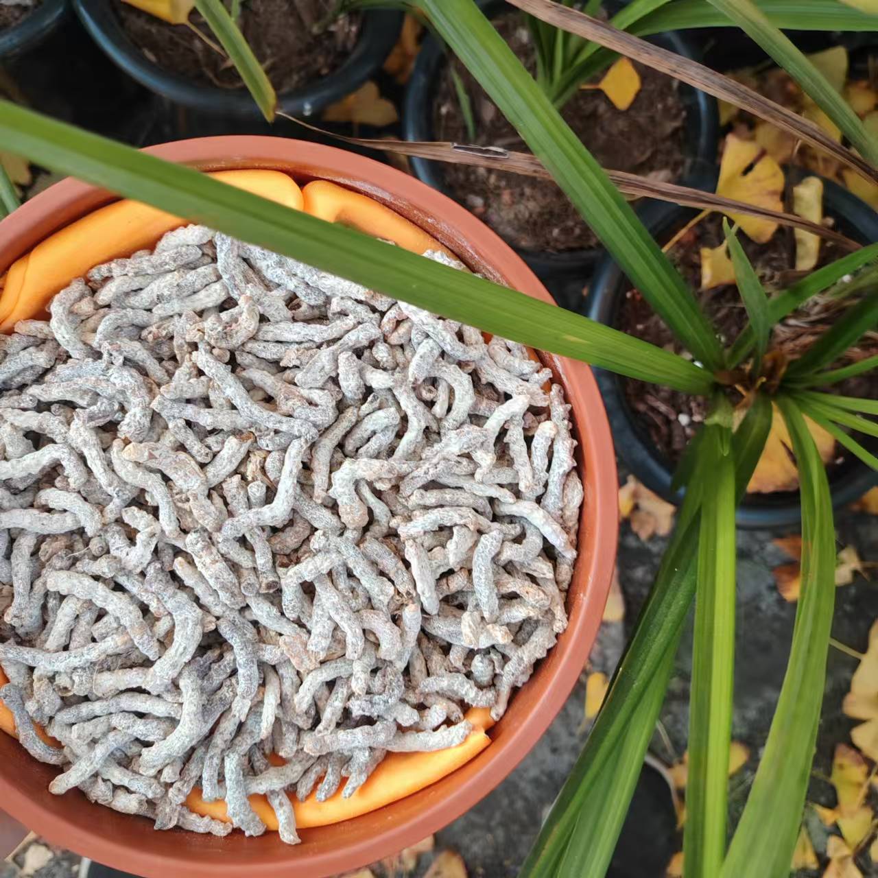 1【虫-草-天-蚕】净含量：150-1000g【小田现收】