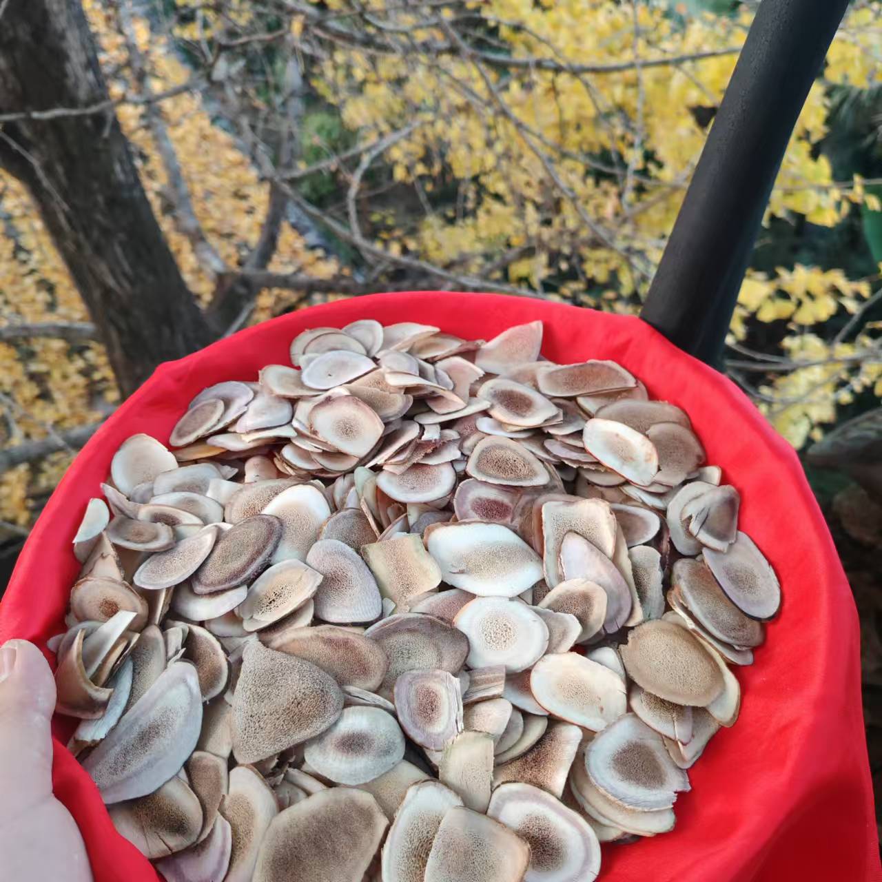 【鹿-茸-片】净含量：50-1000g【小田现收】
