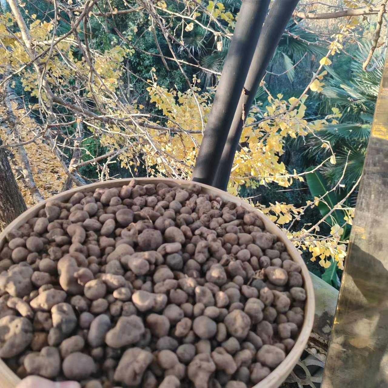 1【毋-忧-丹】净含量：100-1000g【小田现收】菌