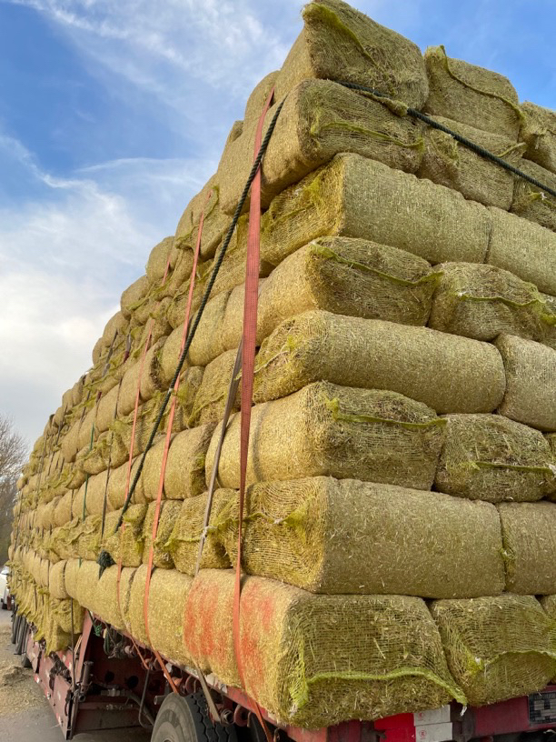 养殖天然羊草喂牛羊天然饲料羊草包邮