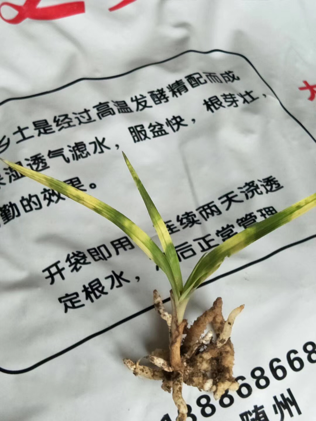 慧兰直播链接（乱拍发普草）