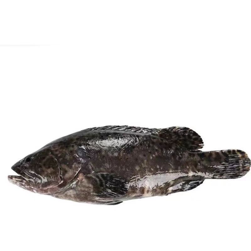 江苏 赣榆海捕 石斑鱼 新鲜 海鲜海鱼6斤