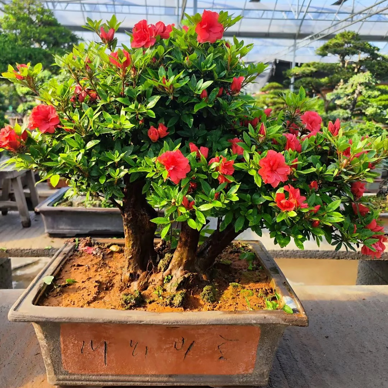 熙桩园 杜鹃老桩盆景（不包邮）