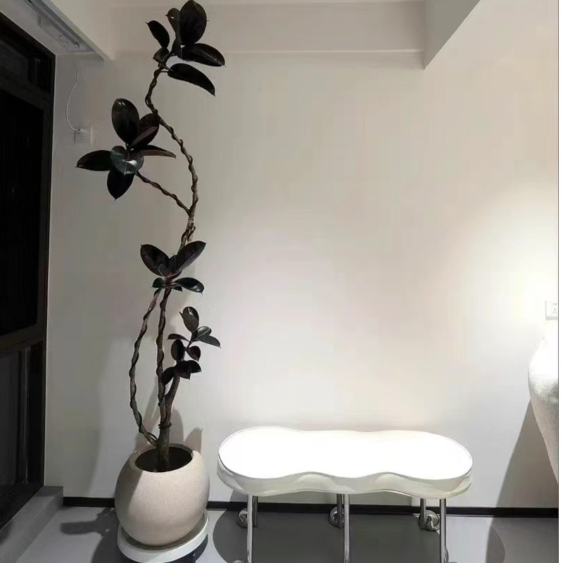 黑金刚橡皮树客厅大盆栽造型室内大型绿植好养四季办公室阳台植物