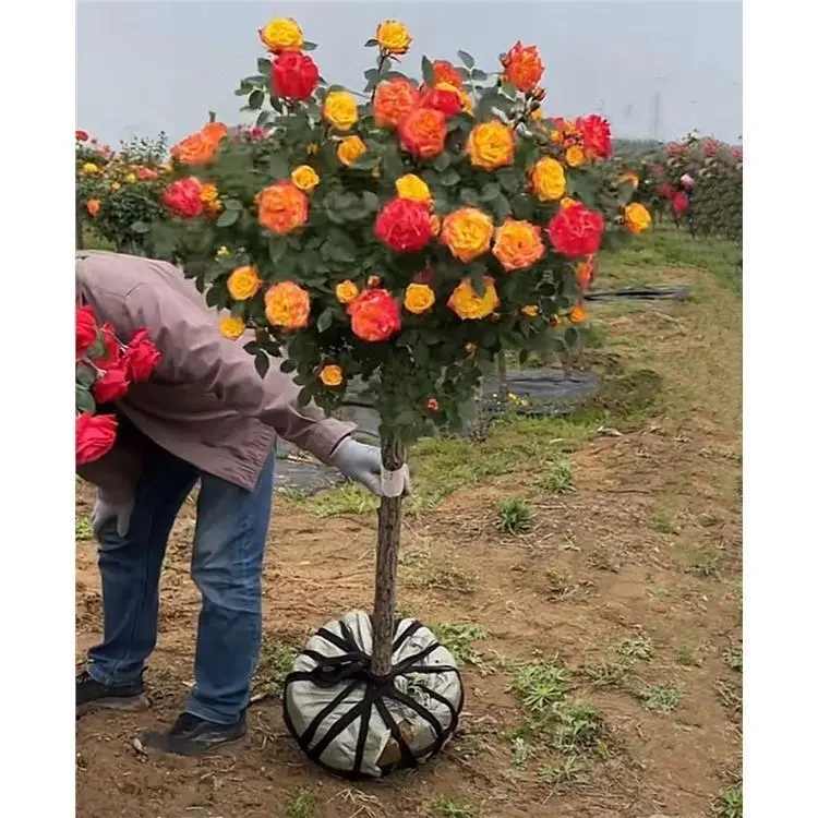 棒棒糖树桩月季豪宅款多色庭院室外南方北方种植简单好养花卉绿植