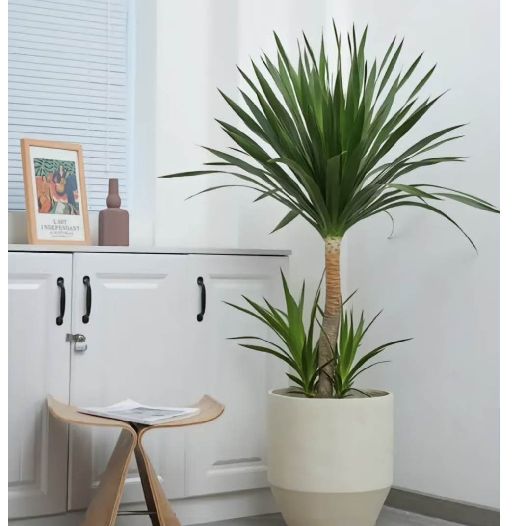 龙血树客厅绿植室内大型多头龙血树龙须树办公室净化空气