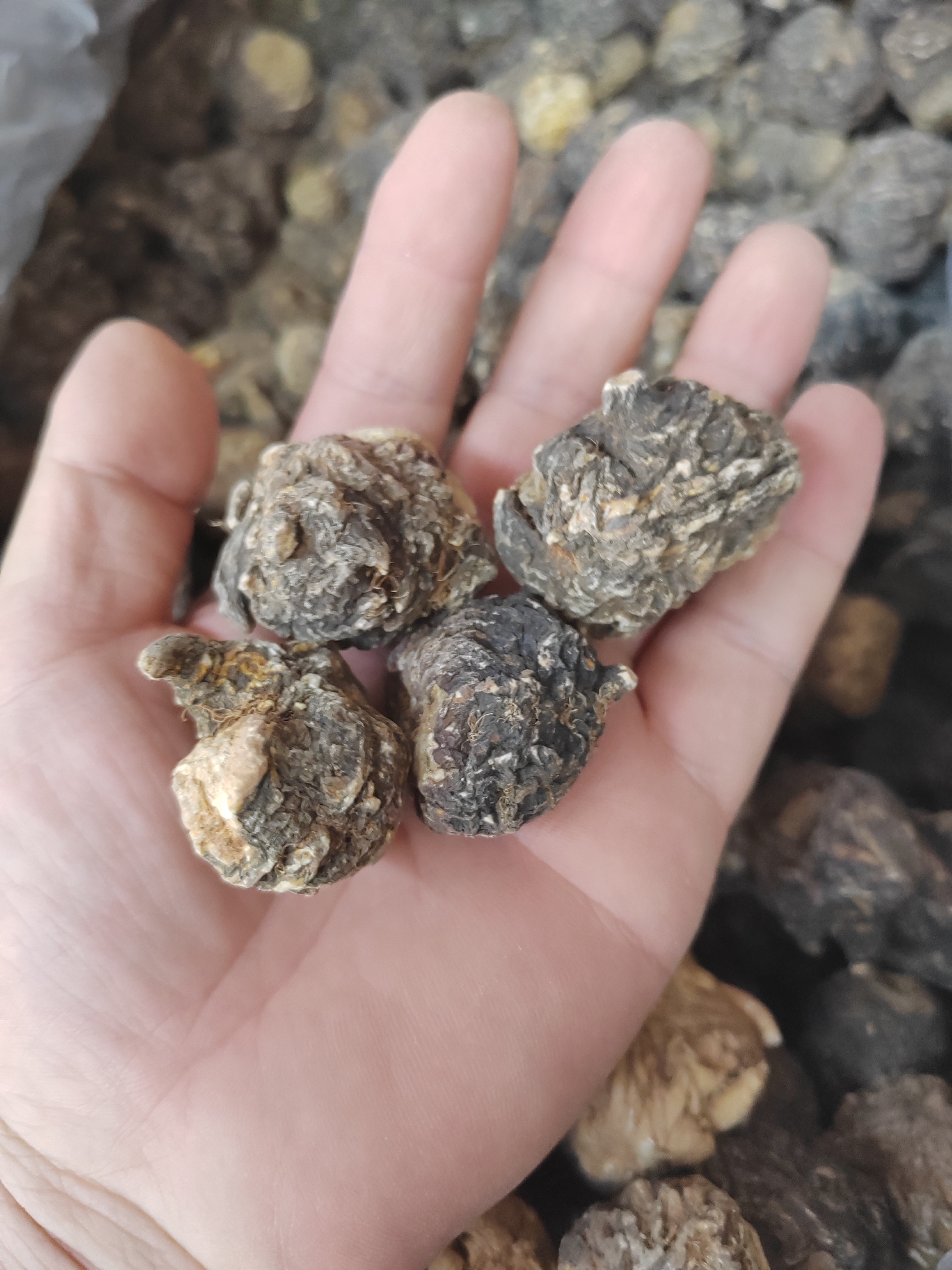 昆仑山高海拔生长干货小萝卜