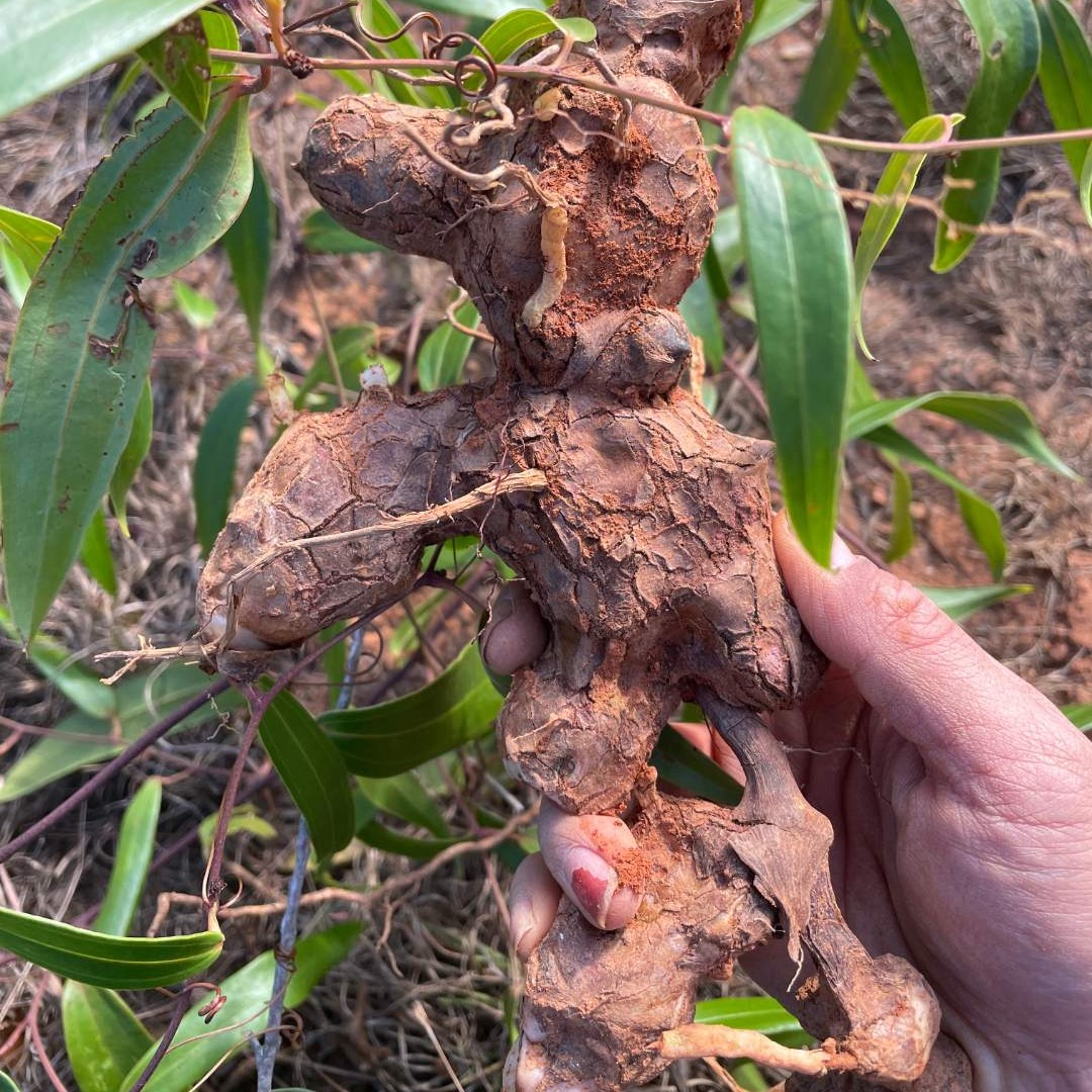 【刺猪苓】硬饭头 广东客家深山野生山货无硫生切250g 500g