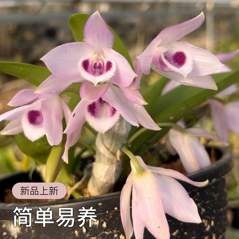 石斛兰七彩香水洋兰带花苞硬叶兜兰原种麝香3-4月（一物一拍）