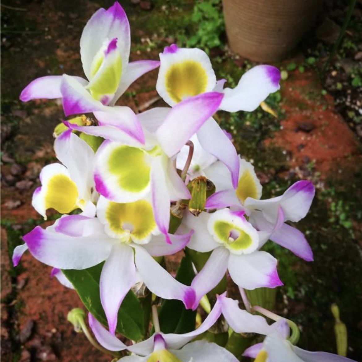 蜂腰石斛，3-4月开花