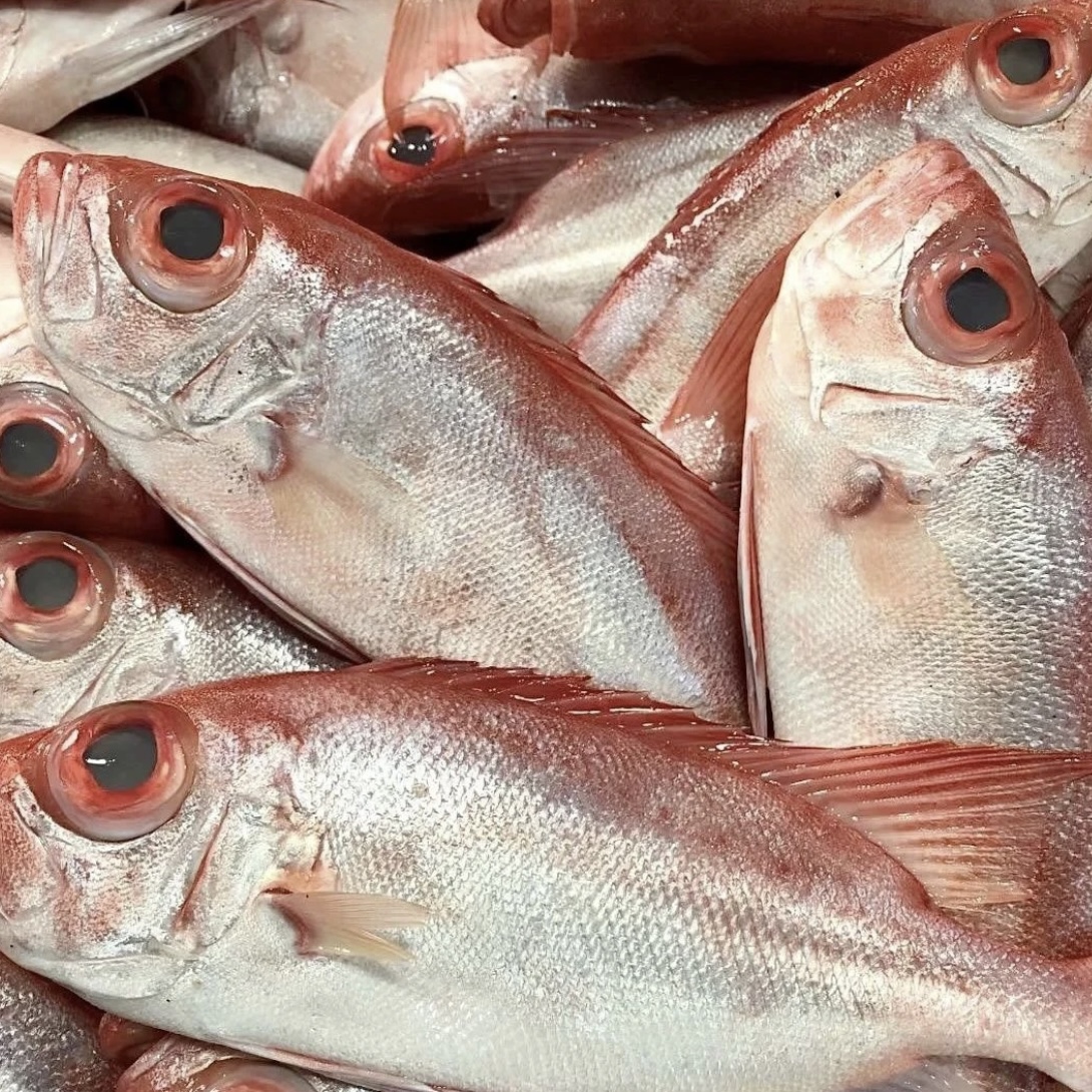 【红目莲】汕尾马宫港野生海捕红目莲鱼(莲母）顺丰冷链