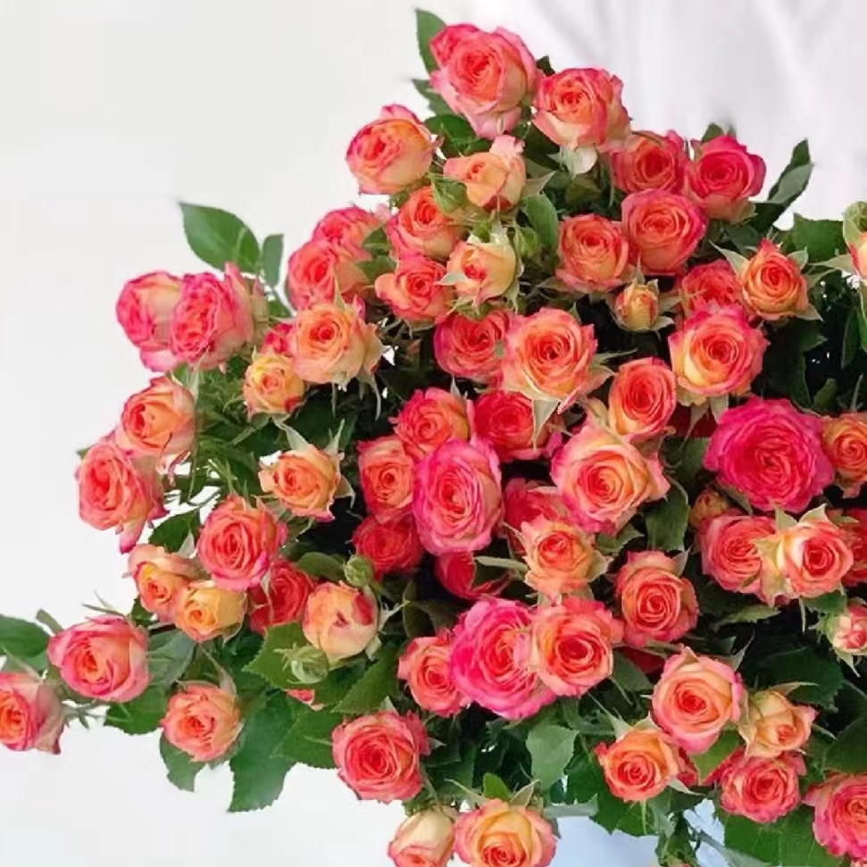 【花晓】爱丽丝泡泡9支+1支防损（天冷拍保温棉否则冻坏不售后）