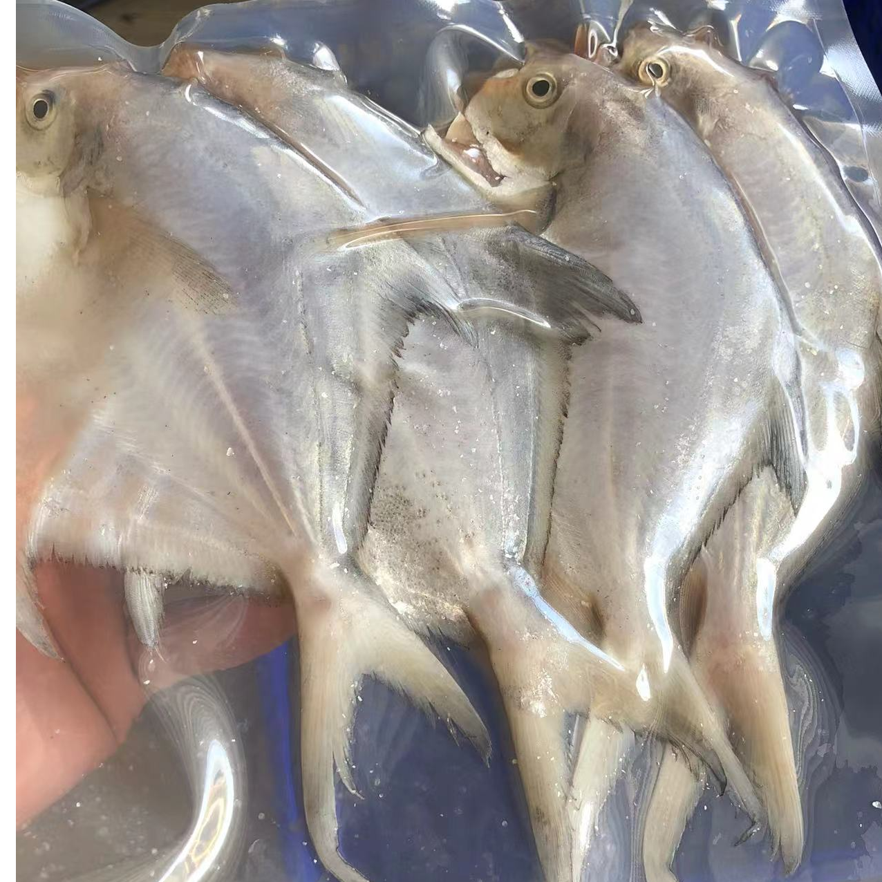 [3包顺丰包邮]惠来浅海本港白枪鱼
