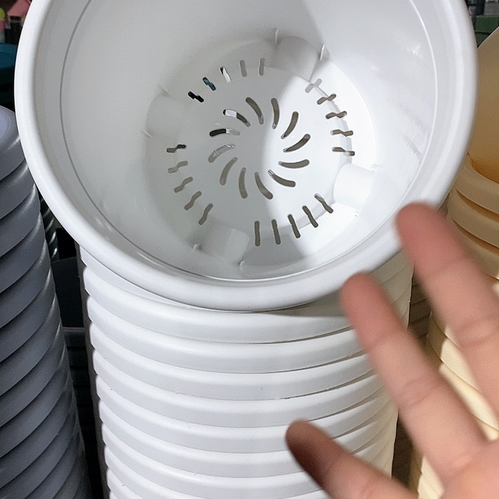 树脂300CM及以上四季5号纯白无托5个