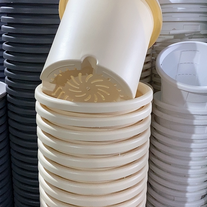 树脂300CM及以上四季7号无托米黄7个