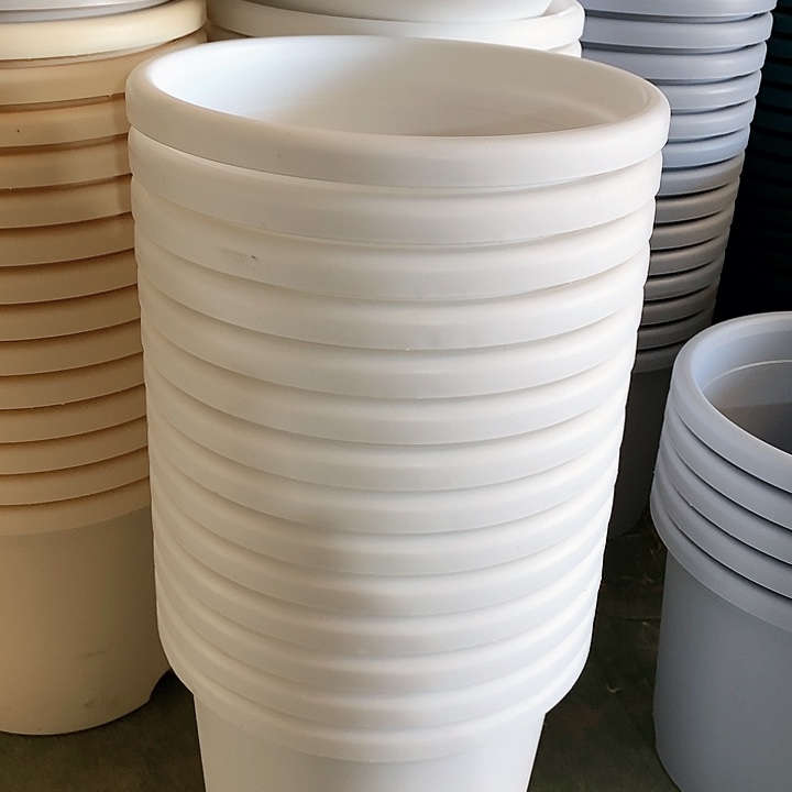 树脂300CM及以上四季5号纯白无托5个