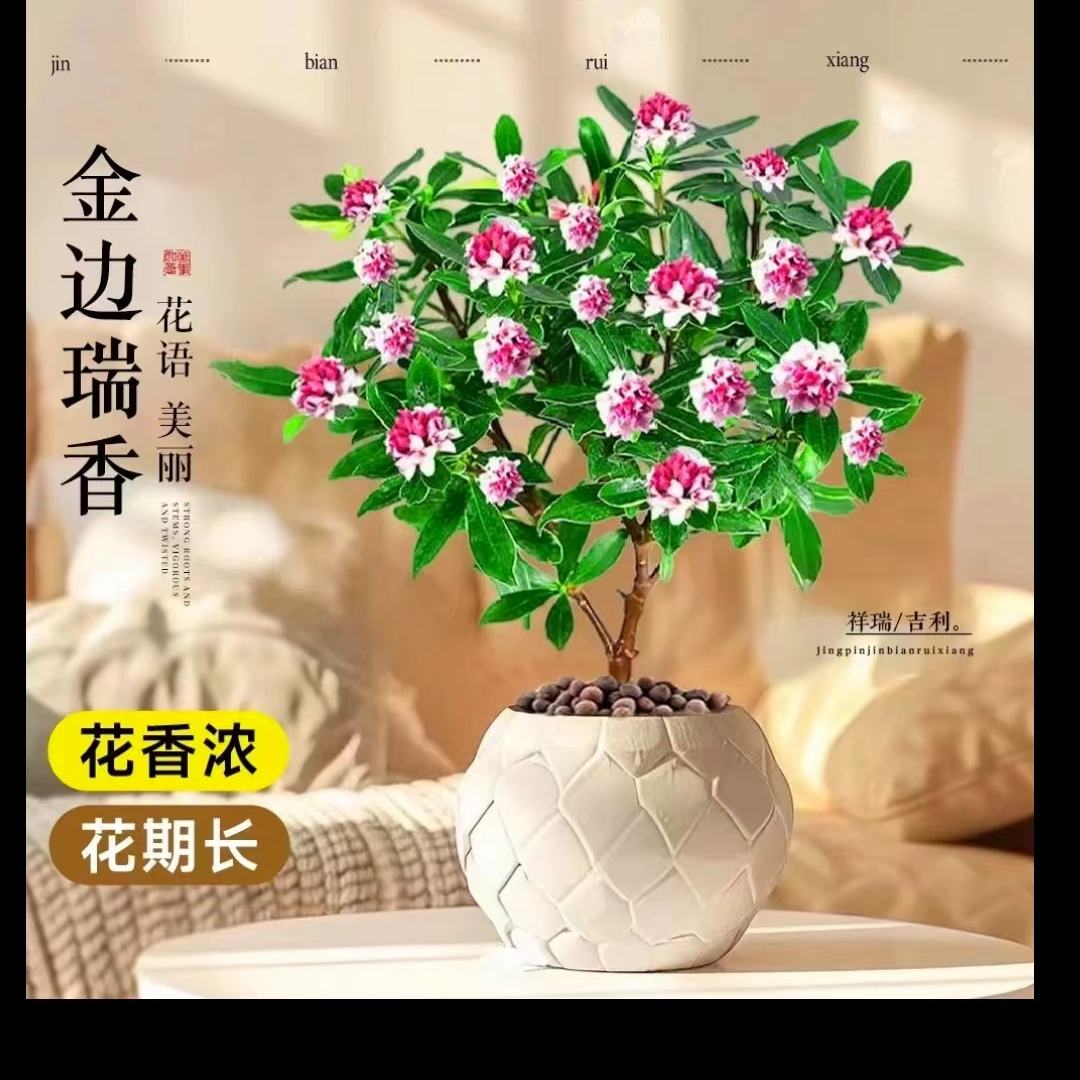 绿植直播间一物一拍价格