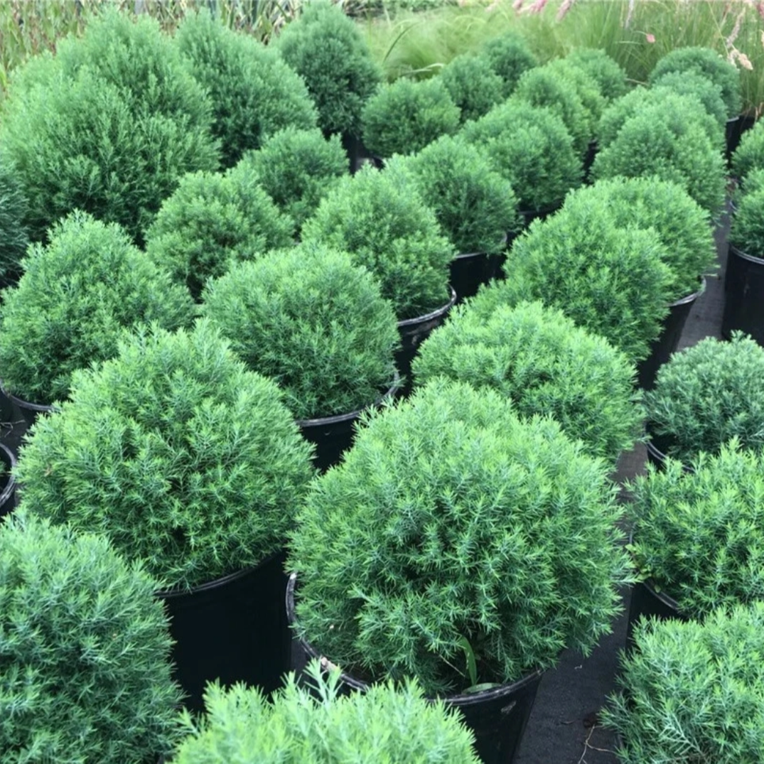 皮球柏皮球松庭院花镜植物四季常青耐寒耐热雾雪松地载盆栽