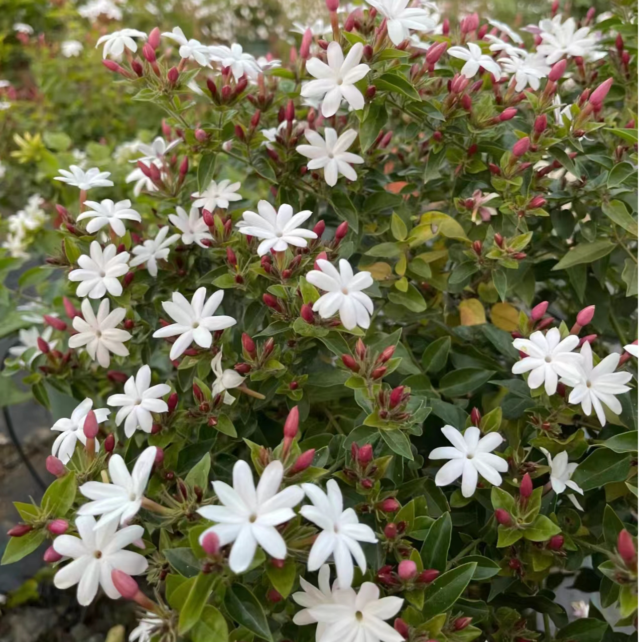 粉苞茉莉香水茉莉越南亮叶茉莉花粉苞红嘴水茉莉浓香耐寒开花不断