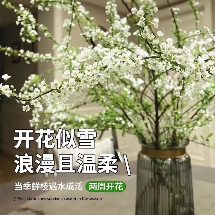网红款鲜枝雪柳泡水开花水培冬季耐寒花卉干支遇水家居室内绿植花