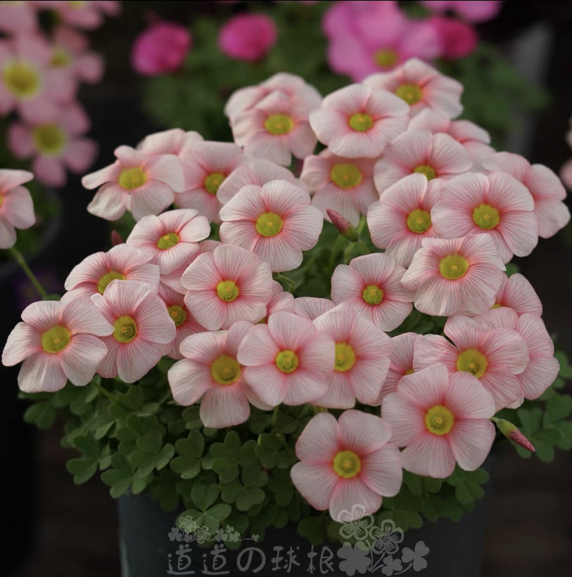 酢浆草盆栽苗秋植种球根新手好养易爆盆耐寒花幸运草阳台庭院花卉