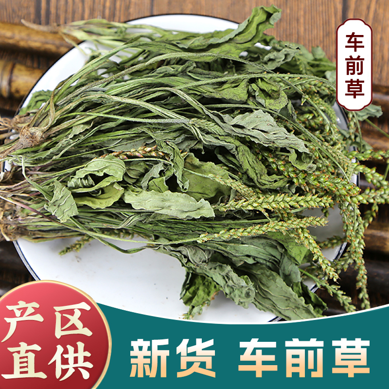 正品车前草全草带穗新货车前草新鲜干货泡茶泡水喝车前草茶鱼腥草