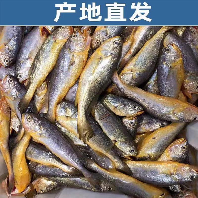 新鲜小黄花鱼5斤装顺丰冷链