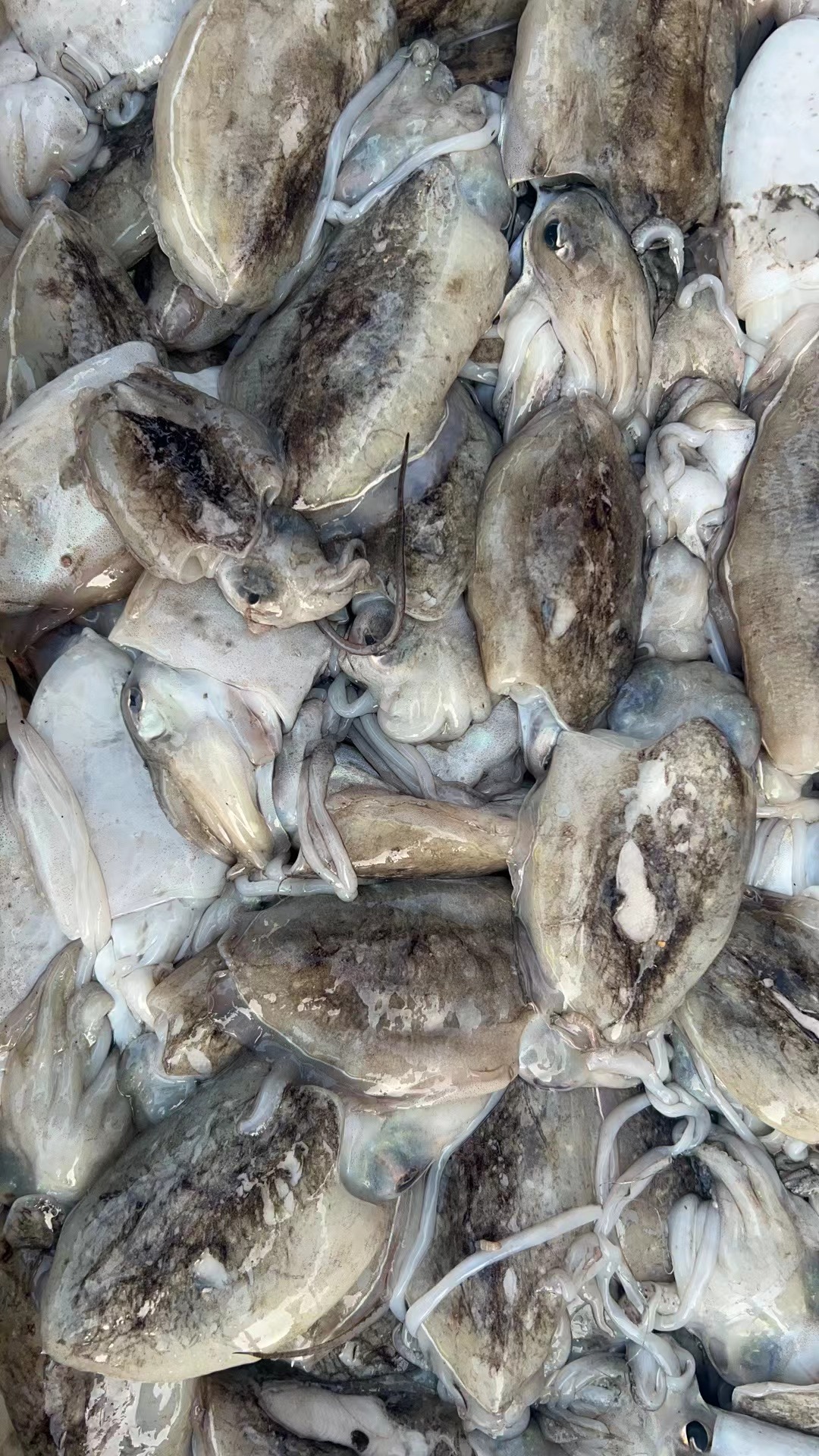 a新鲜墨鱼5斤装（大小通货介意小扣慎拍）顺丰冷链