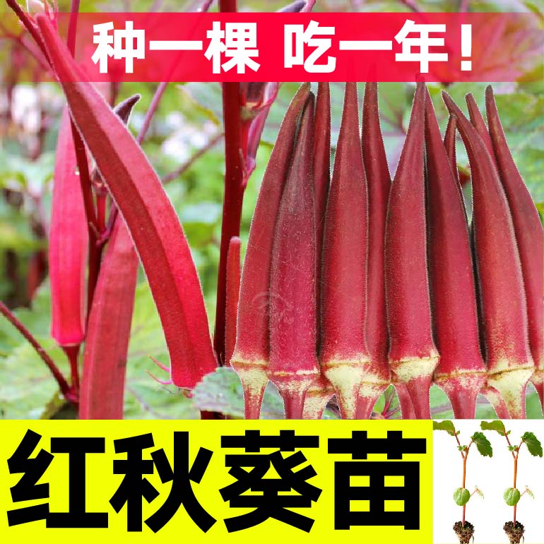 山东寿光红秋葵苗秧幼苗带土球根系发达四季春秋盆栽超嫩水果秋葵