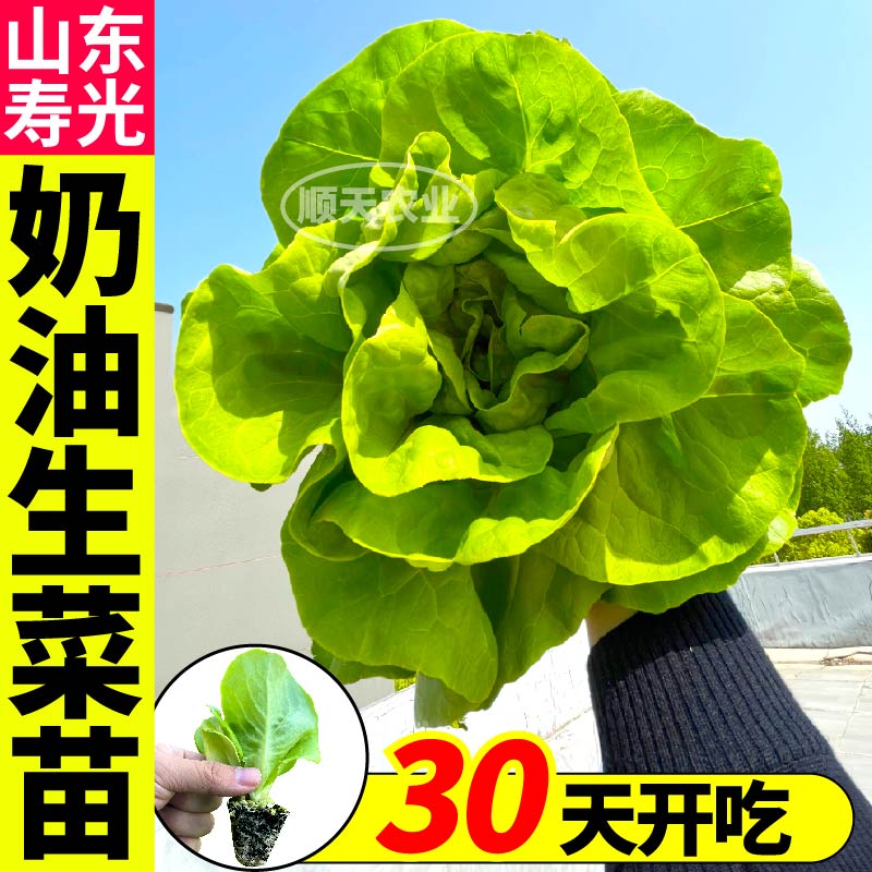 嫩绿奶油生菜苗秧带土球四季阳台盆栽速生菜种子可水培高产蔬菜苗