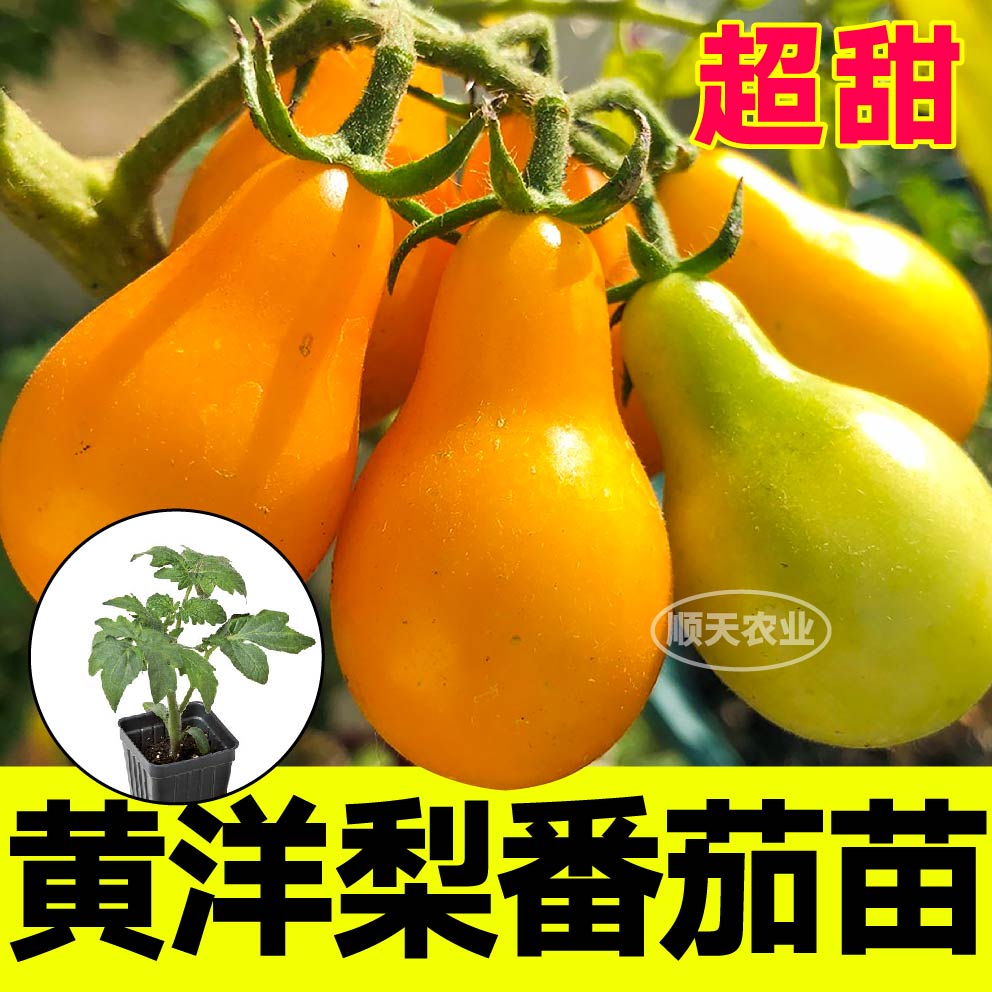 寿光红黄洋梨番茄苗秧带土球春秋四季盆栽樱桃西红柿圣女果种子籽