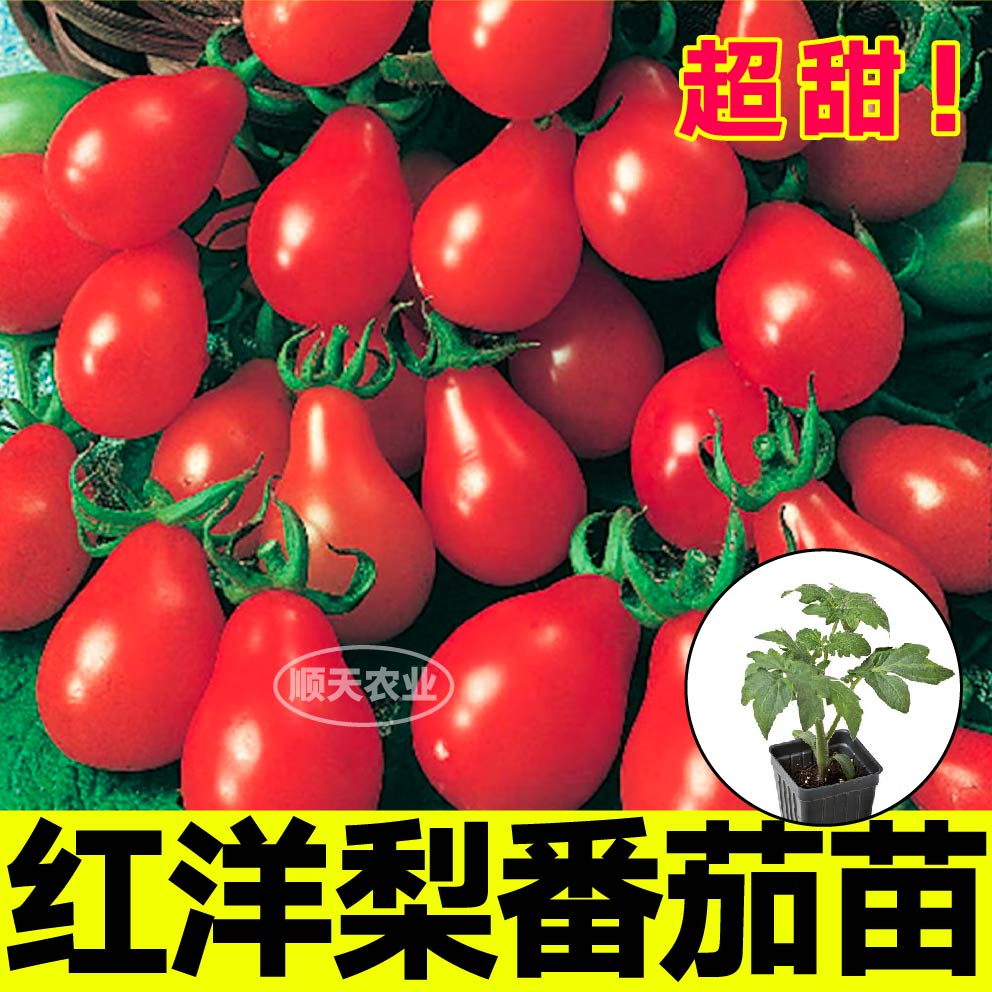 红黄洋梨番茄苗秧四季盆栽阳台超甜圣女果种子四季高产蔬菜苗