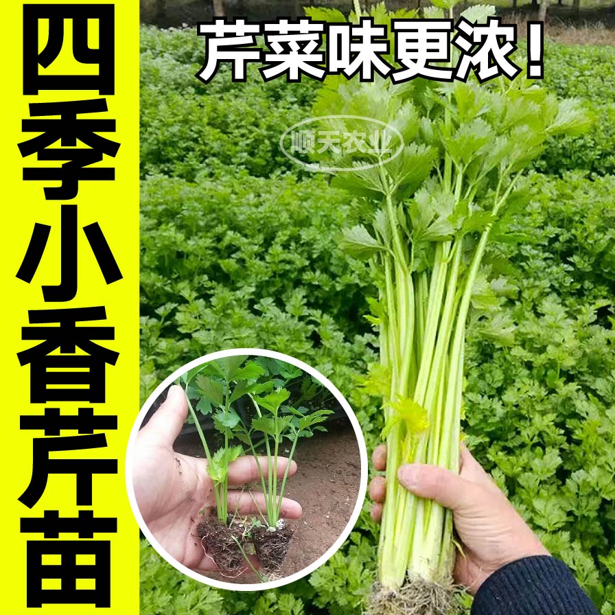 寿光蔬菜速生四季小香芹苗秧带土春秋四季盆栽皇后西芹红芹种苗