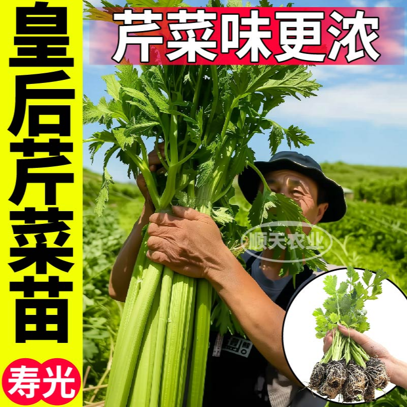 寿光高产皇后大西芹菜秧苗四季小香芹土芹红芹种子盆栽小院四季苗