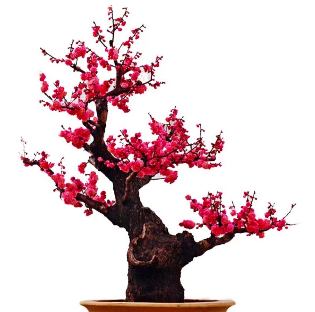 梅花开年宵花，红梅，绿梅20年老桩玉蝶桩粗15公分高40公分