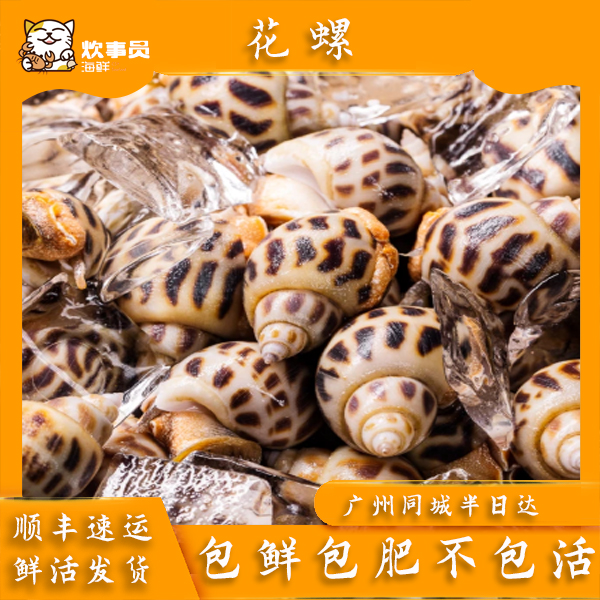 3斤特大海南鲜活活发花螺-新风港发货-新风港发货 包鲜包肥 1.5kg
